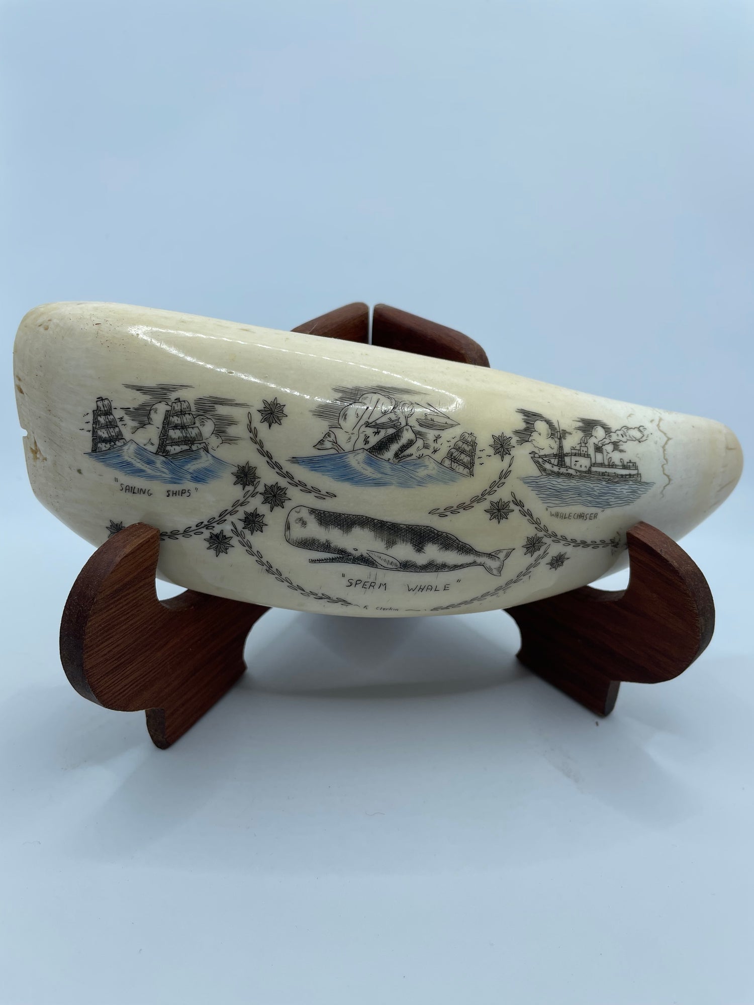 Sperm Whale Teeth - Australian Buyers Only