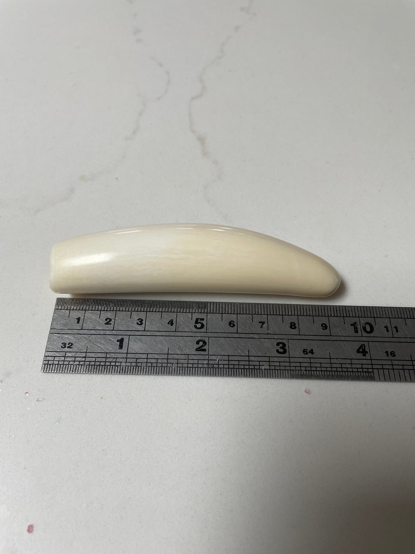 Sperm Whale Tooth