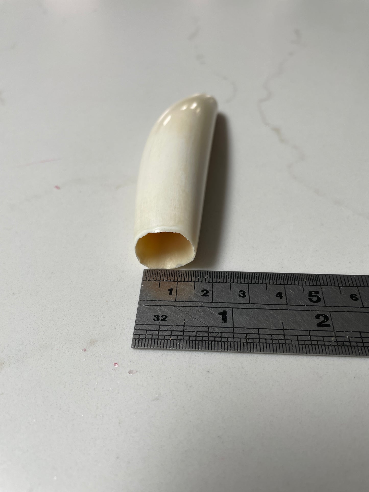 Sperm Whale Tooth