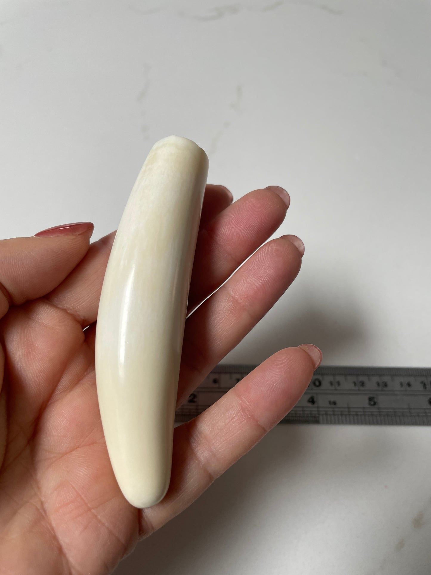 Sperm Whale Tooth