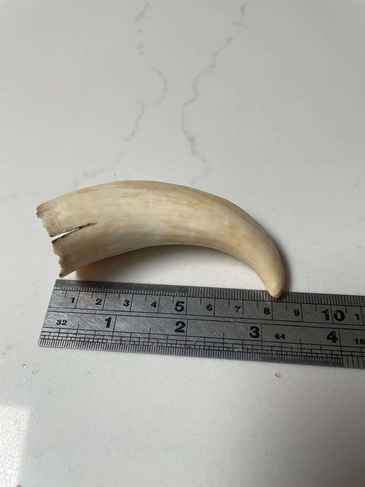 Sperm Whale Tooth