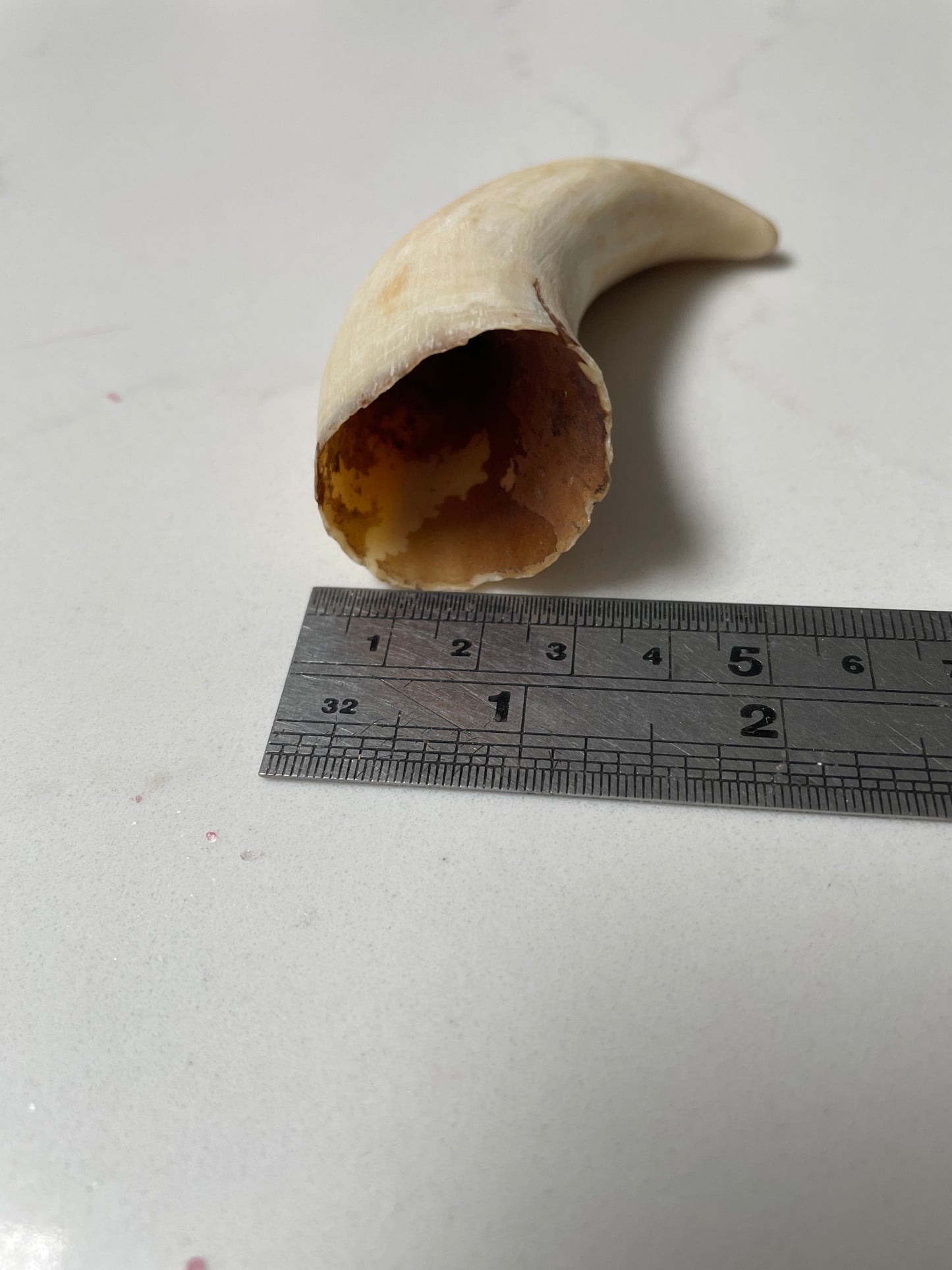 Sperm Whale Tooth