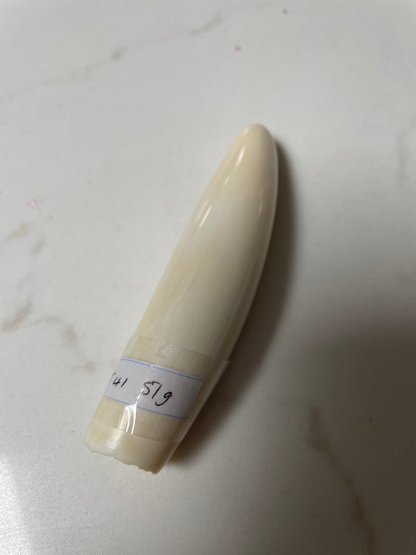 Sperm Whale Tooth