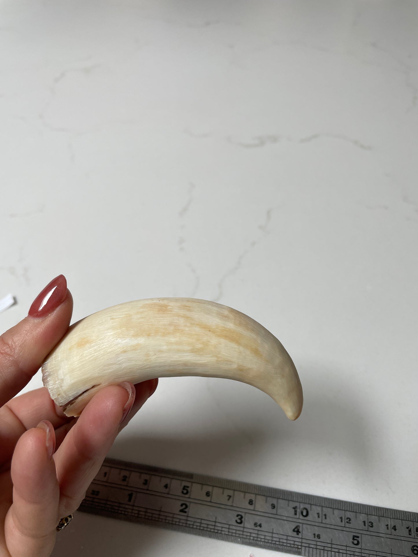 Sperm Whale Tooth