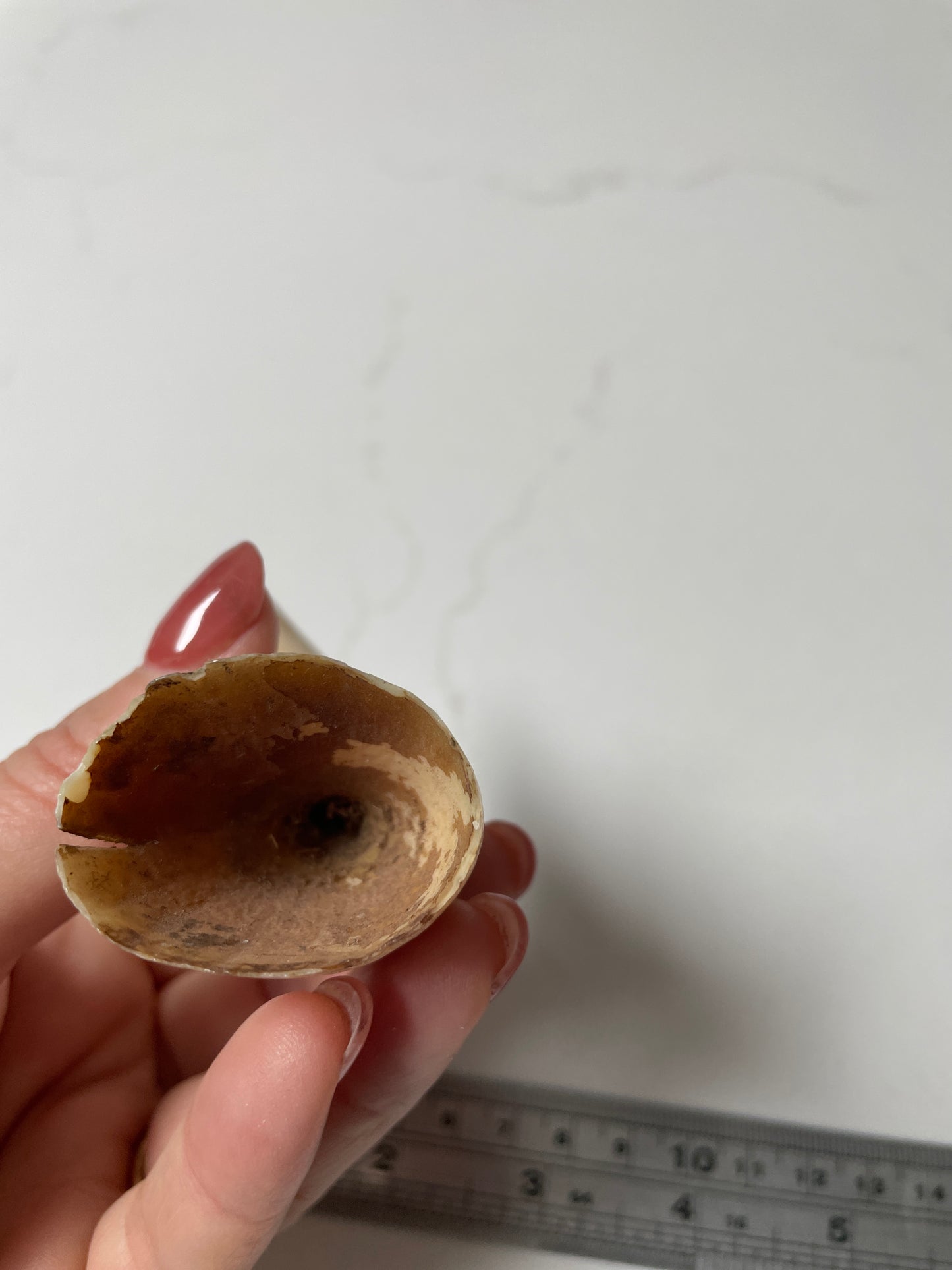 Sperm Whale Tooth
