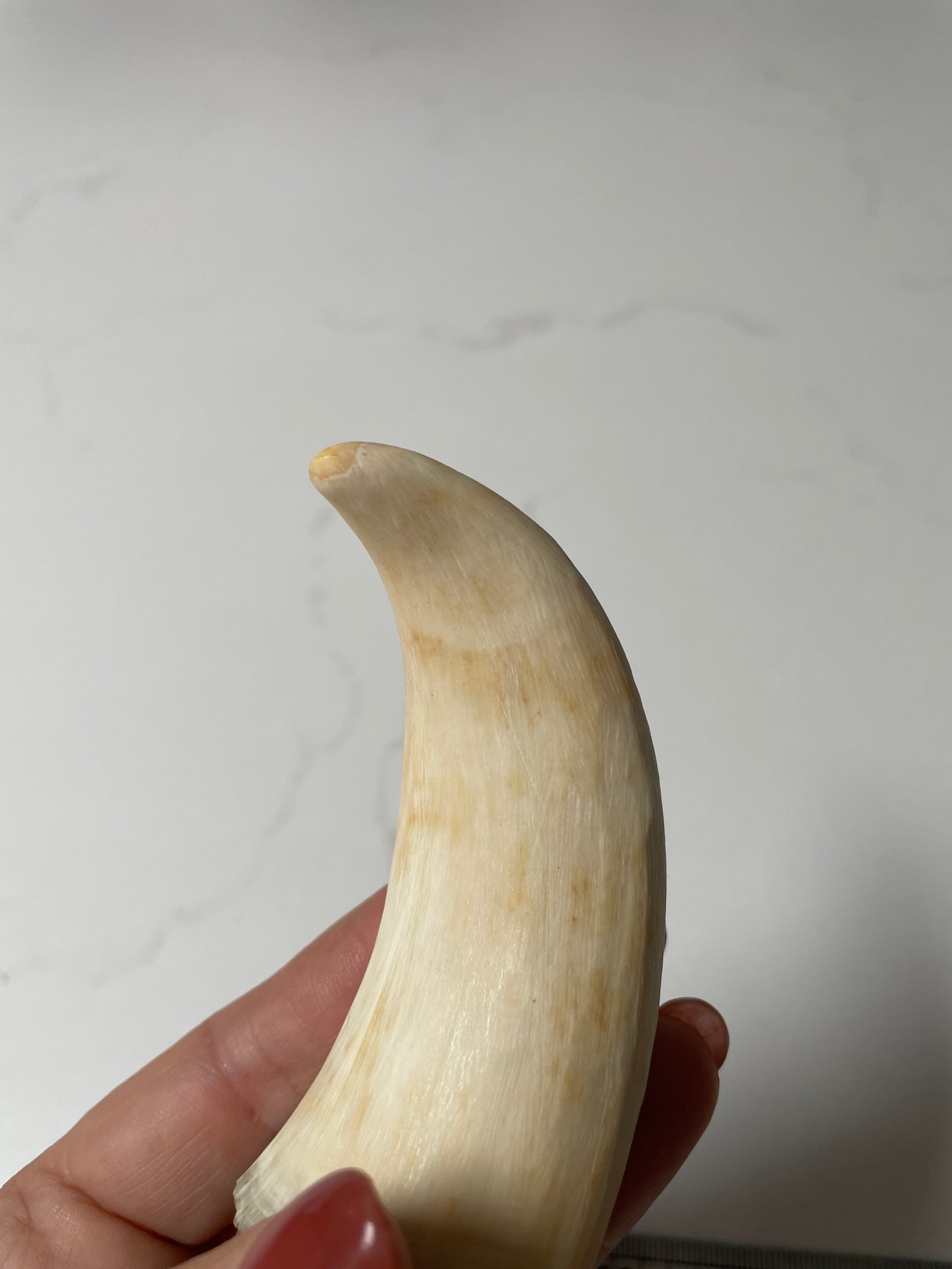 Sperm Whale Tooth