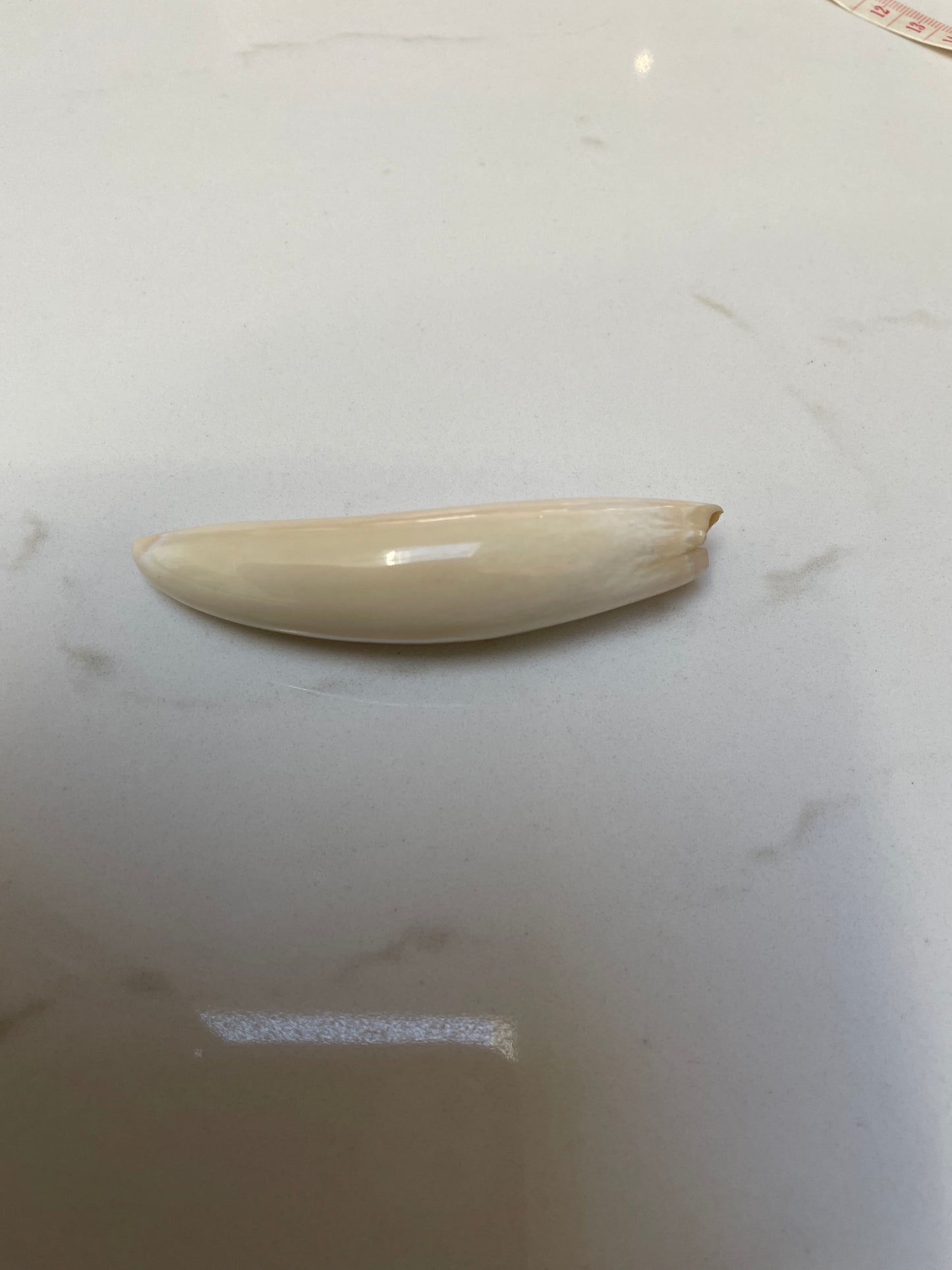Sperm Whale Tooth SWT16