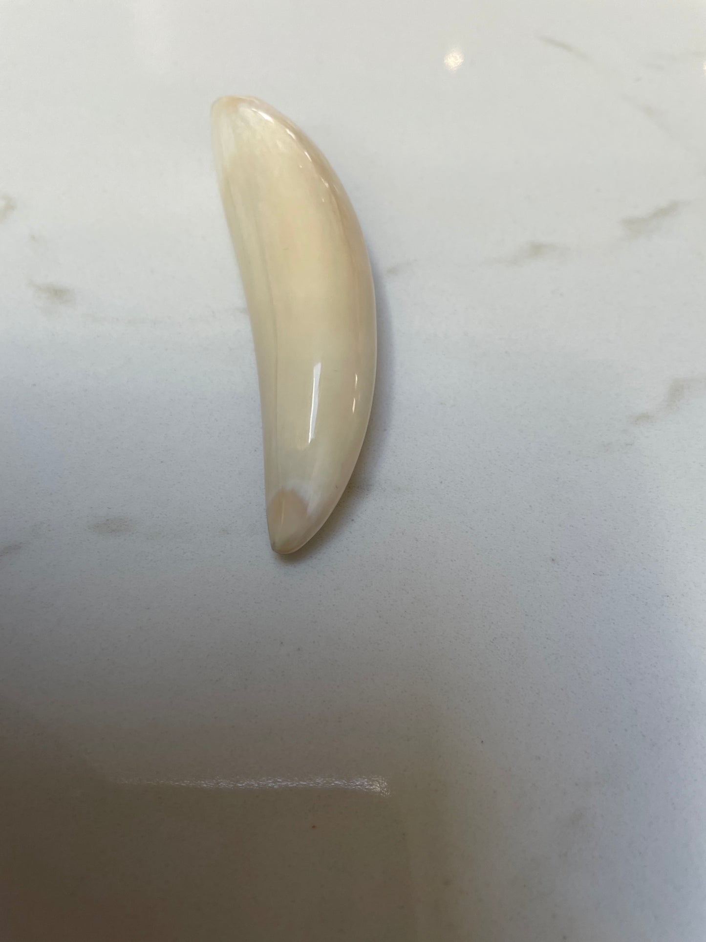 Sperm Whale Tooth SWT16