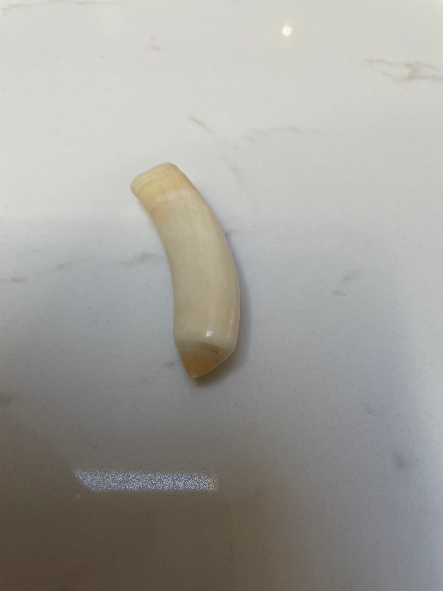 Sperm Whale Tooth SWT19