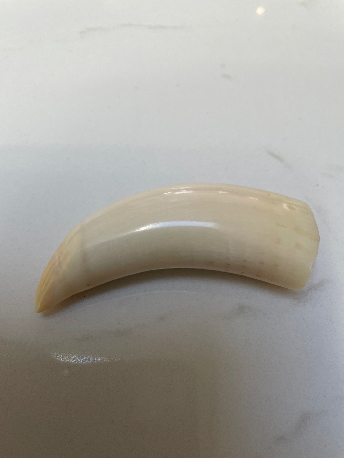 Sperm Whale Tooth SWT20
