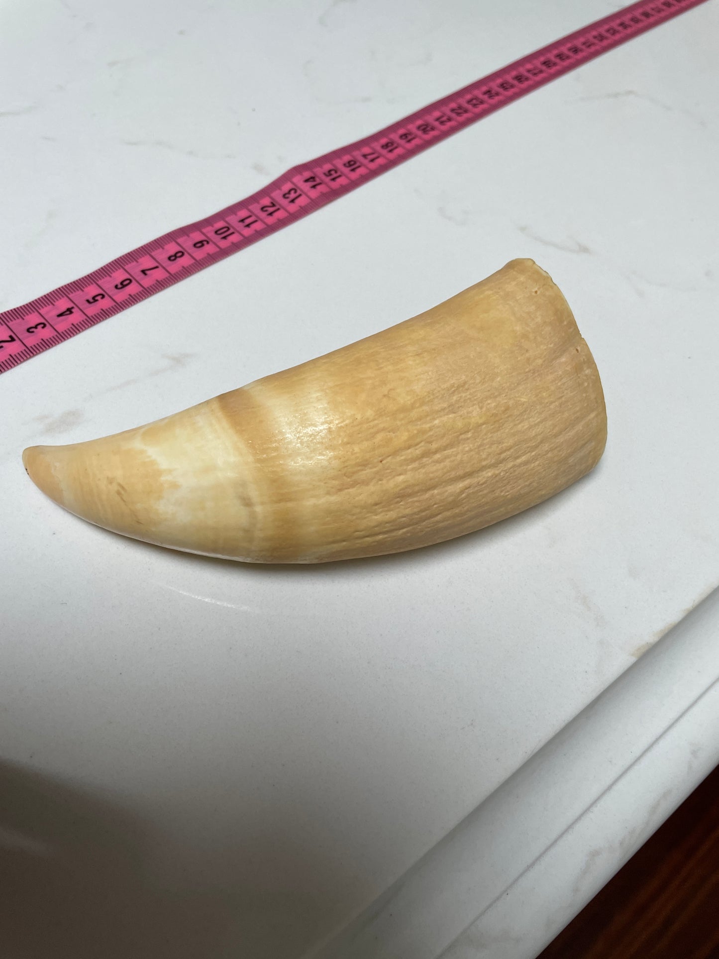 Large Unpolished Sperm Whale Tooth