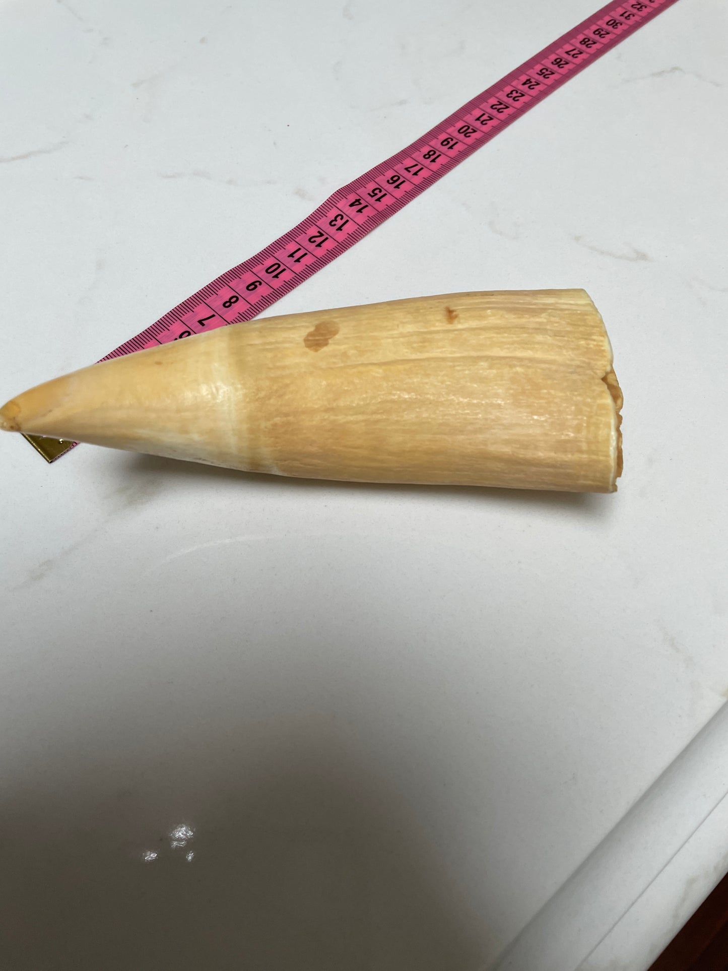 Large Unpolished Sperm Whale Tooth