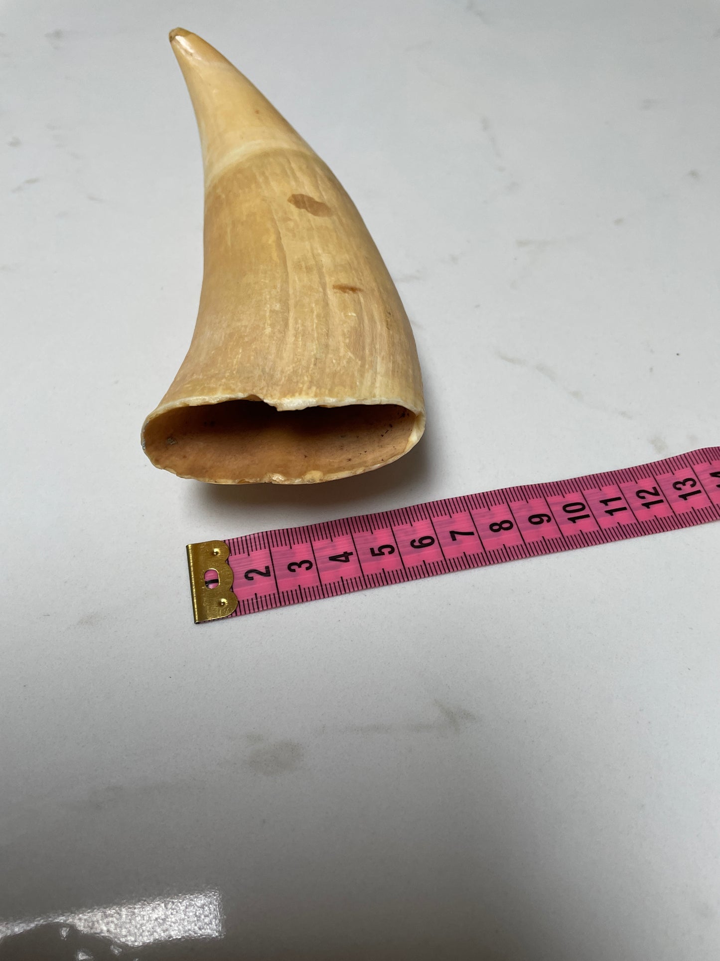 Large Unpolished Sperm Whale Tooth