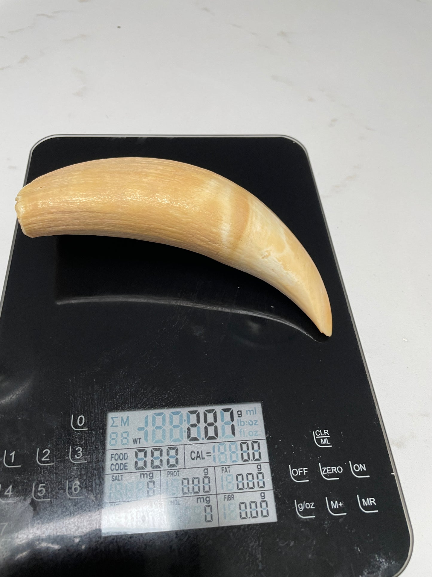 Large Unpolished Sperm Whale Tooth