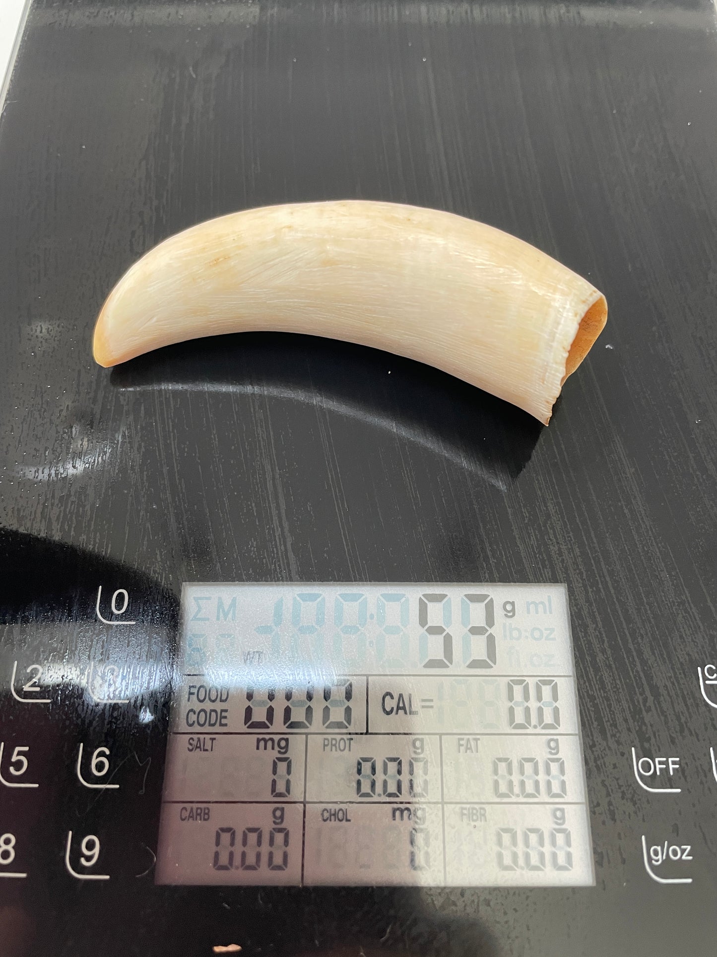 Unpolished Sperm Whale Tooth SWT52
