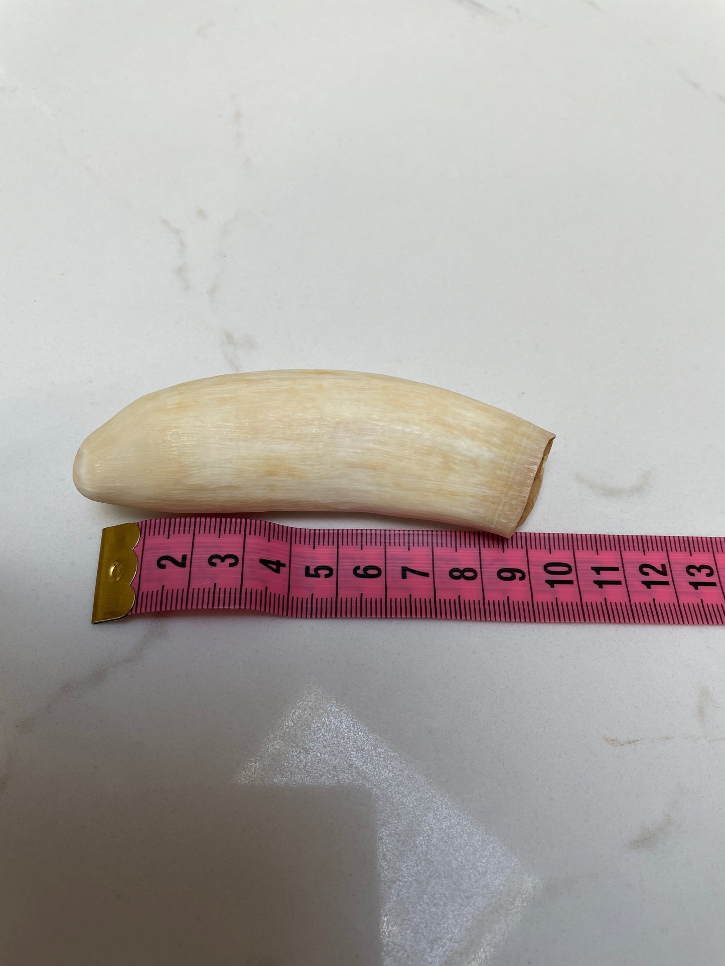 Unpolished Sperm Whale Tooth SWT49