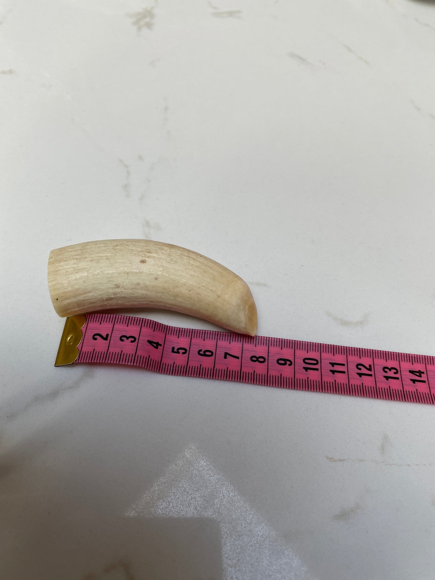 Unpolished Sperm Whale Tooth SWT48