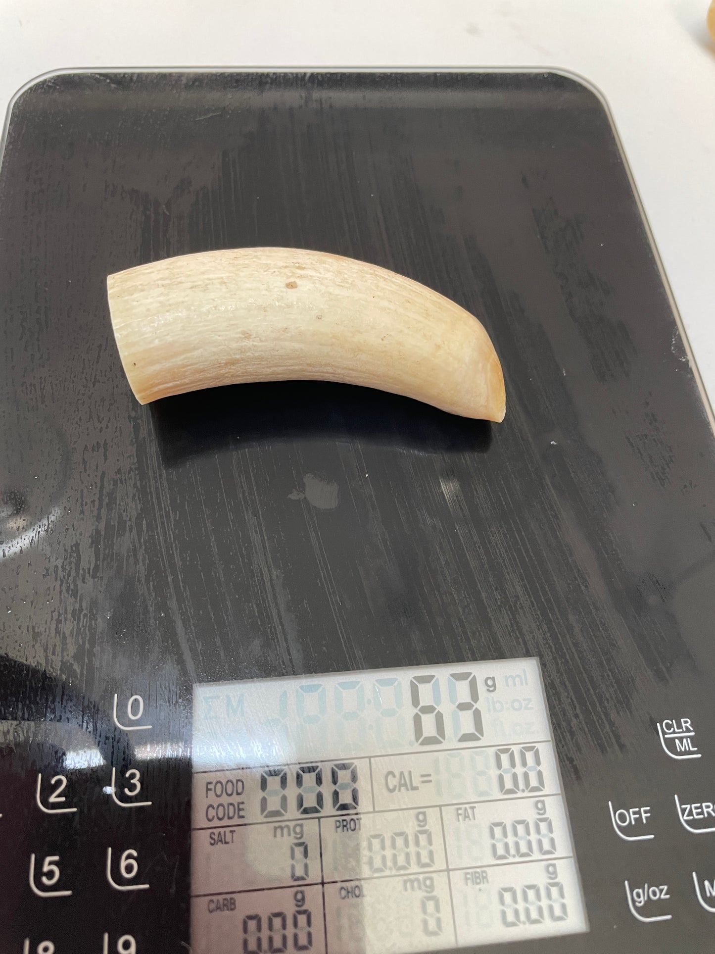 Unpolished Sperm Whale Tooth SWT48