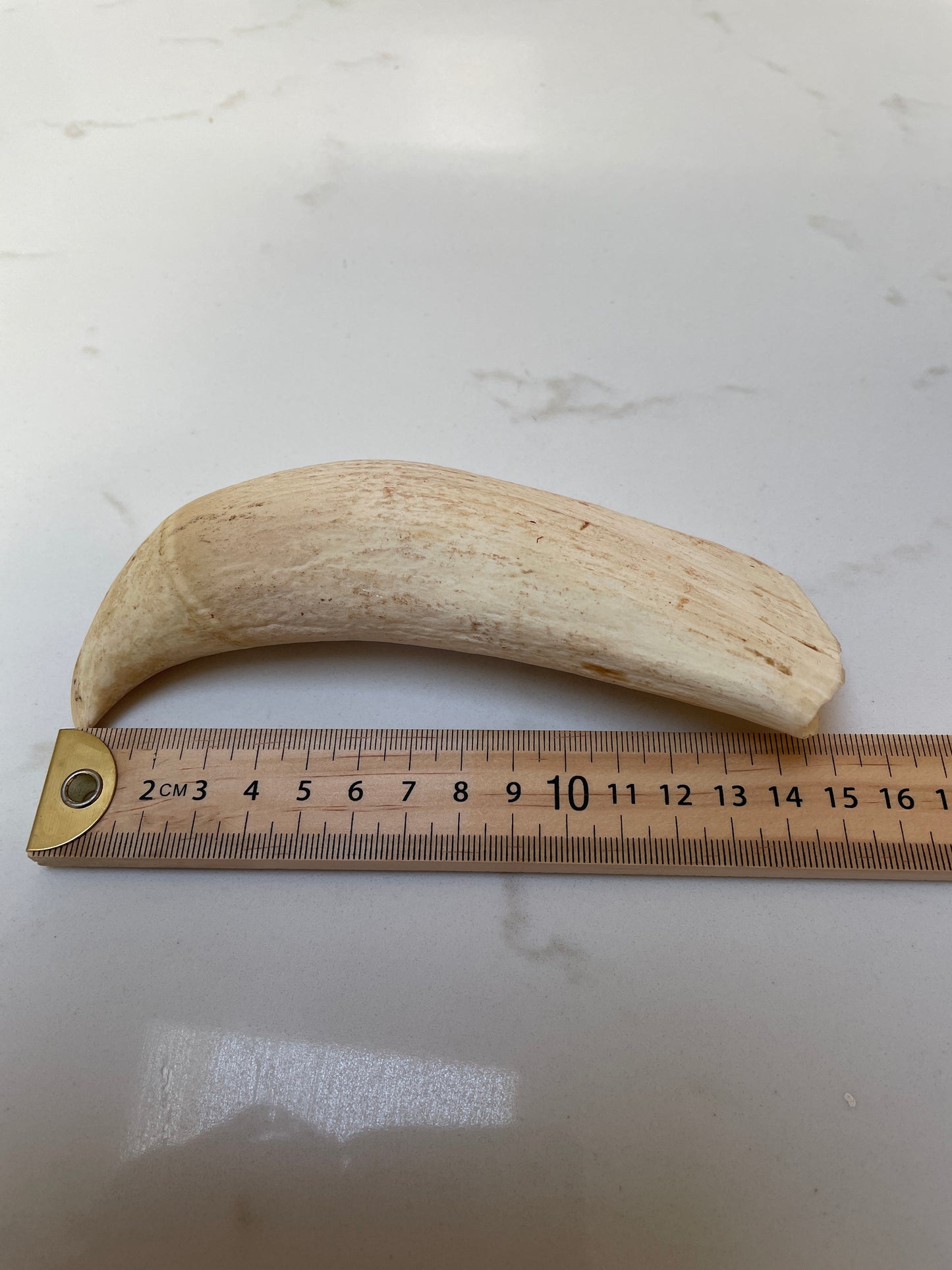 Large Sperm Whale Tooth SWT53