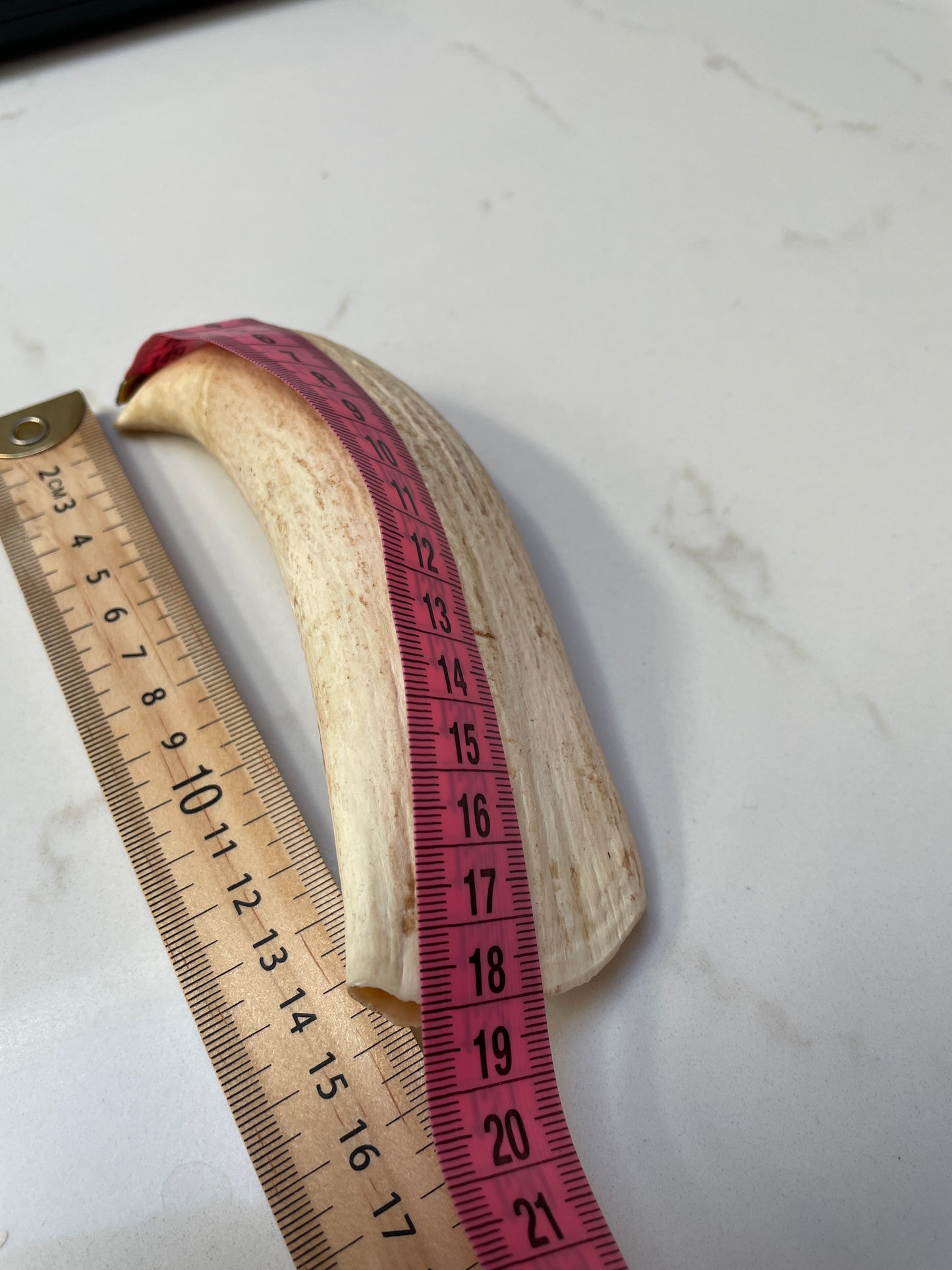 Large Sperm Whale Tooth SWT53