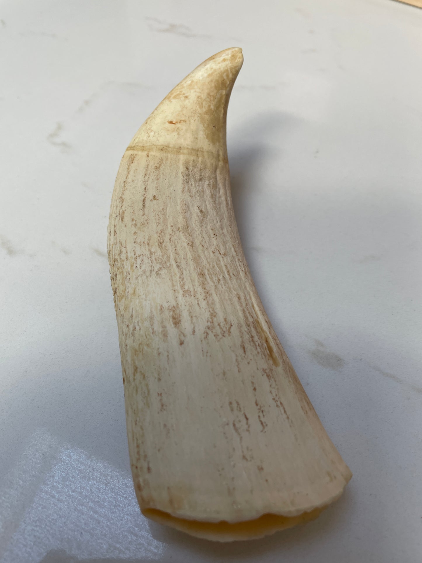 Large Sperm Whale Tooth SWT53