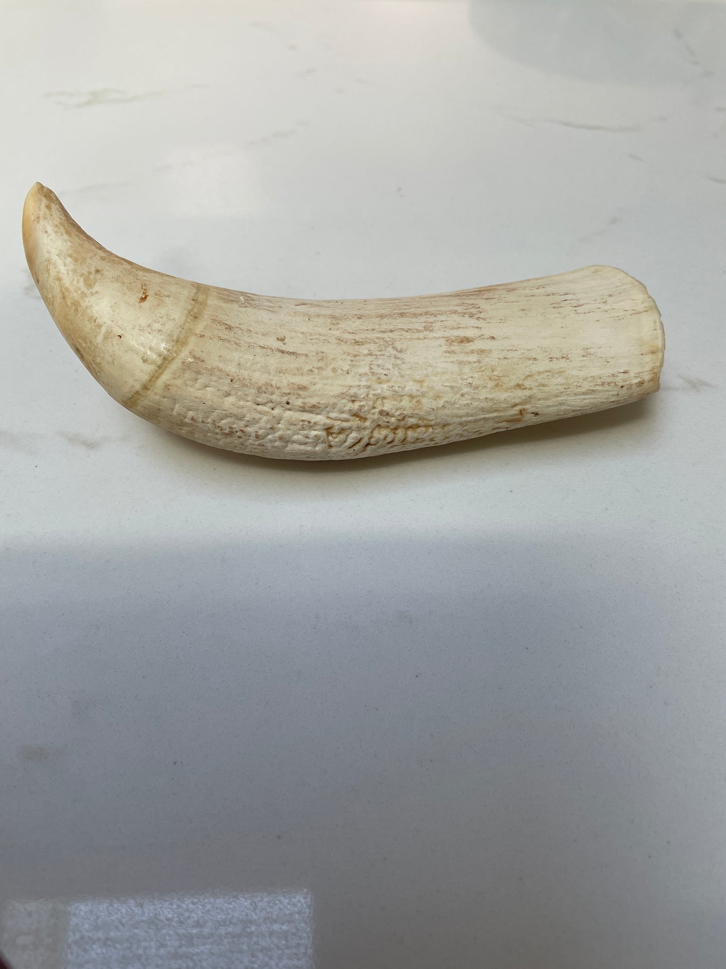 Large Sperm Whale Tooth SWT53