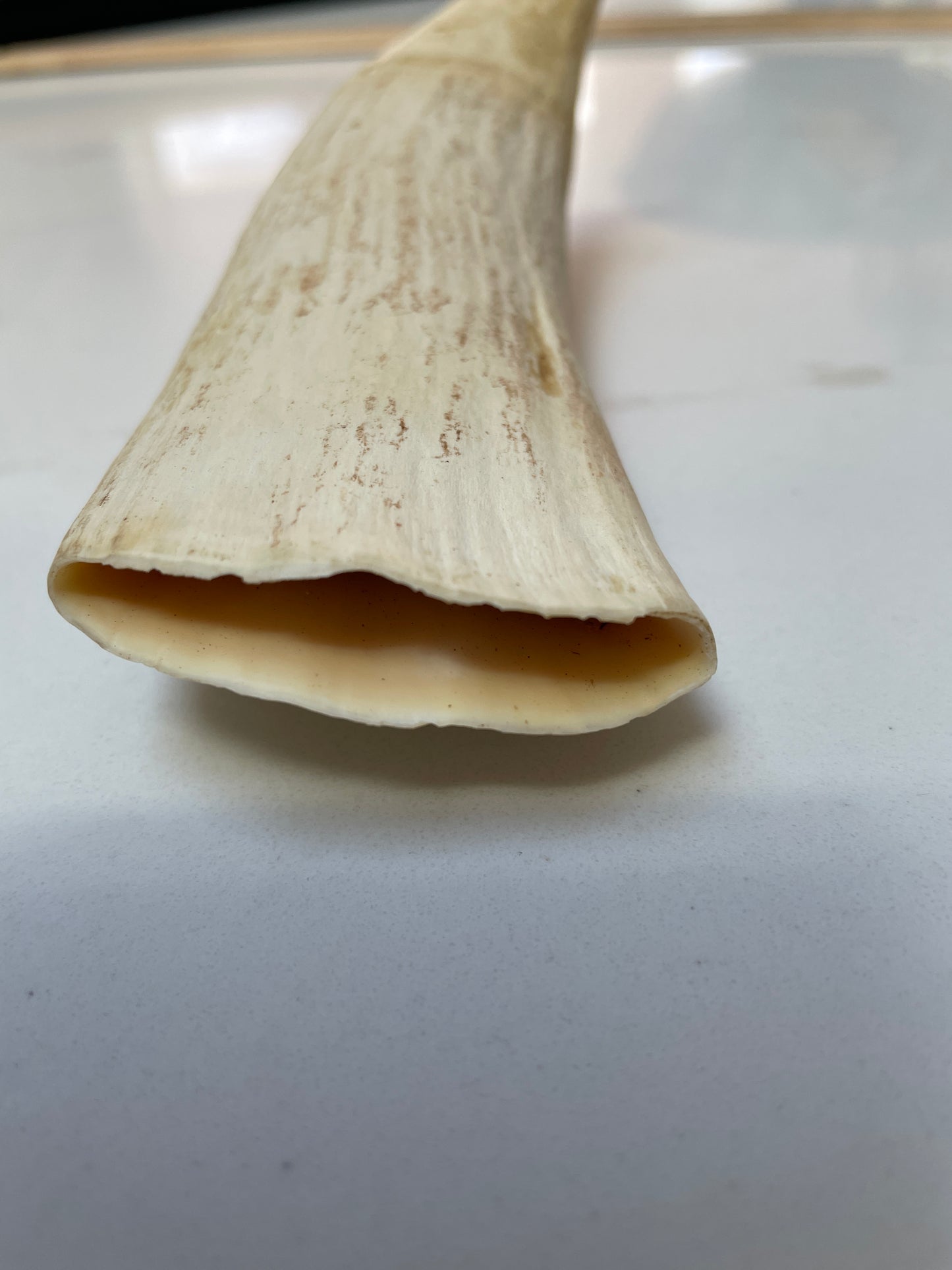 Large Sperm Whale Tooth SWT53