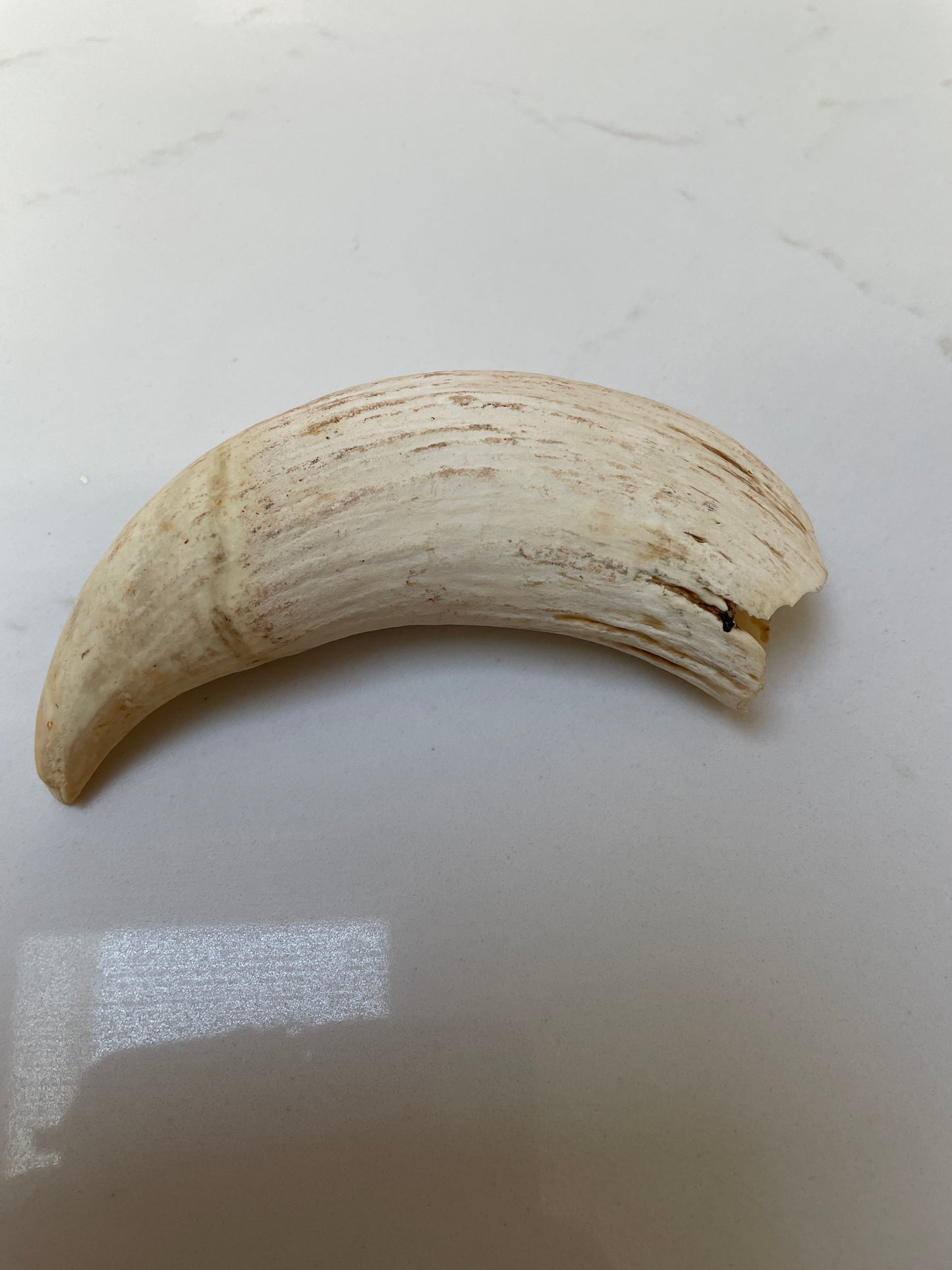 Large Unpolished Tooth SWT54