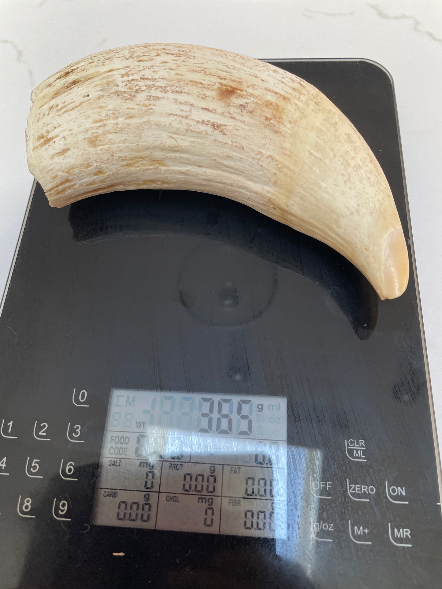 Large Unpolished Tooth SWT54