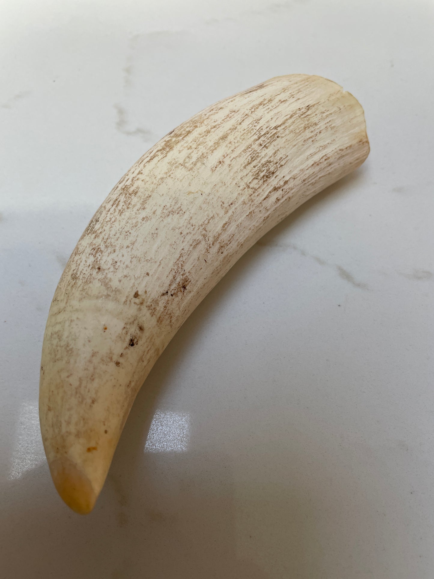 Large Unpolished Sperm Whale Tooth