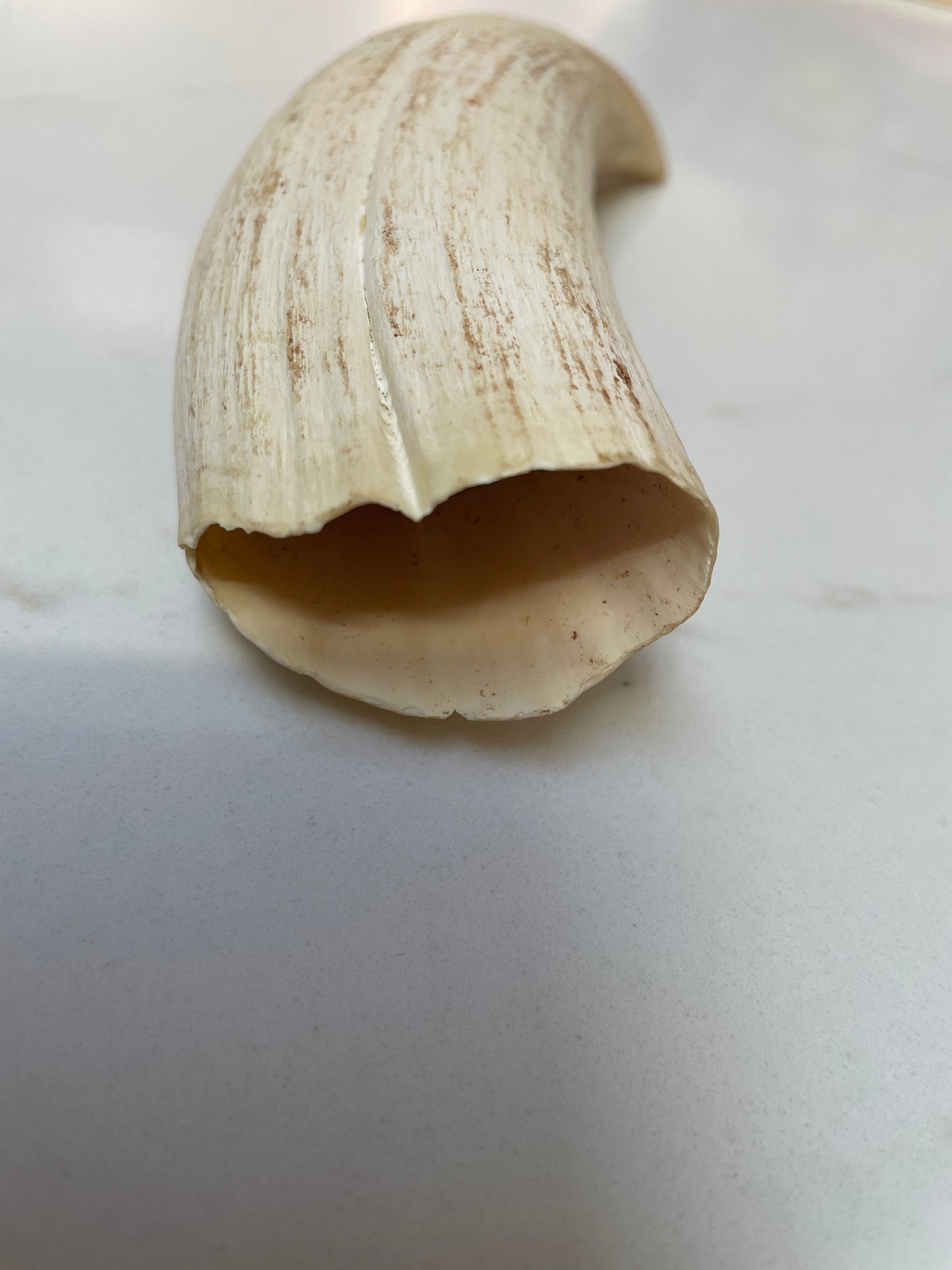 Large Unpolished Sperm Whale Tooth