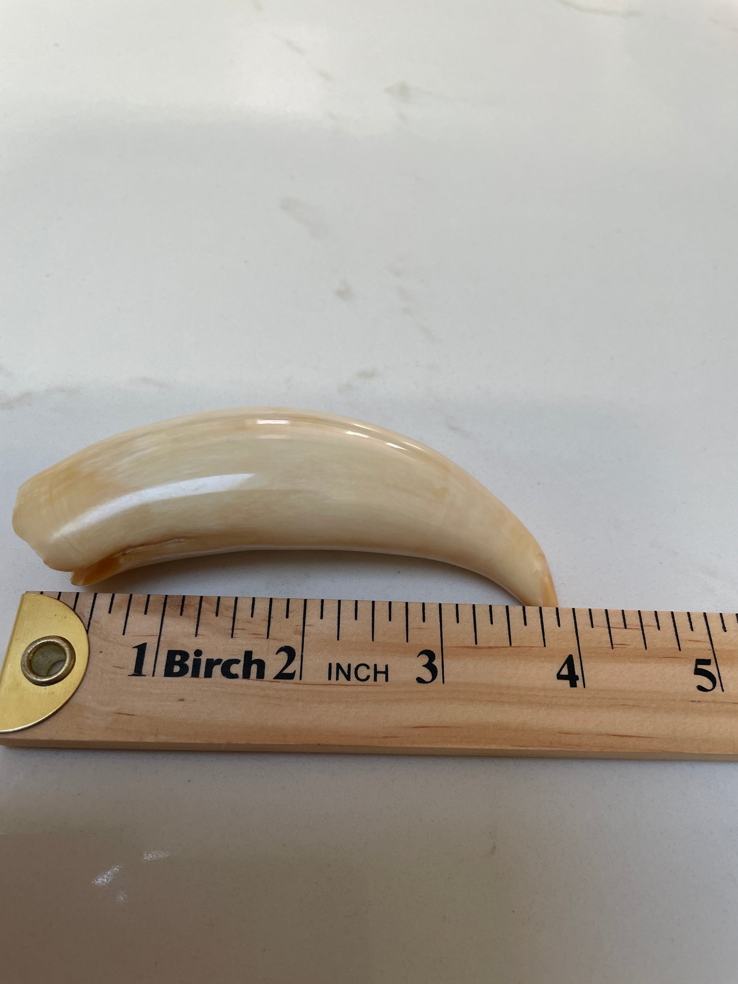 Polished Sperm Whale Tooth