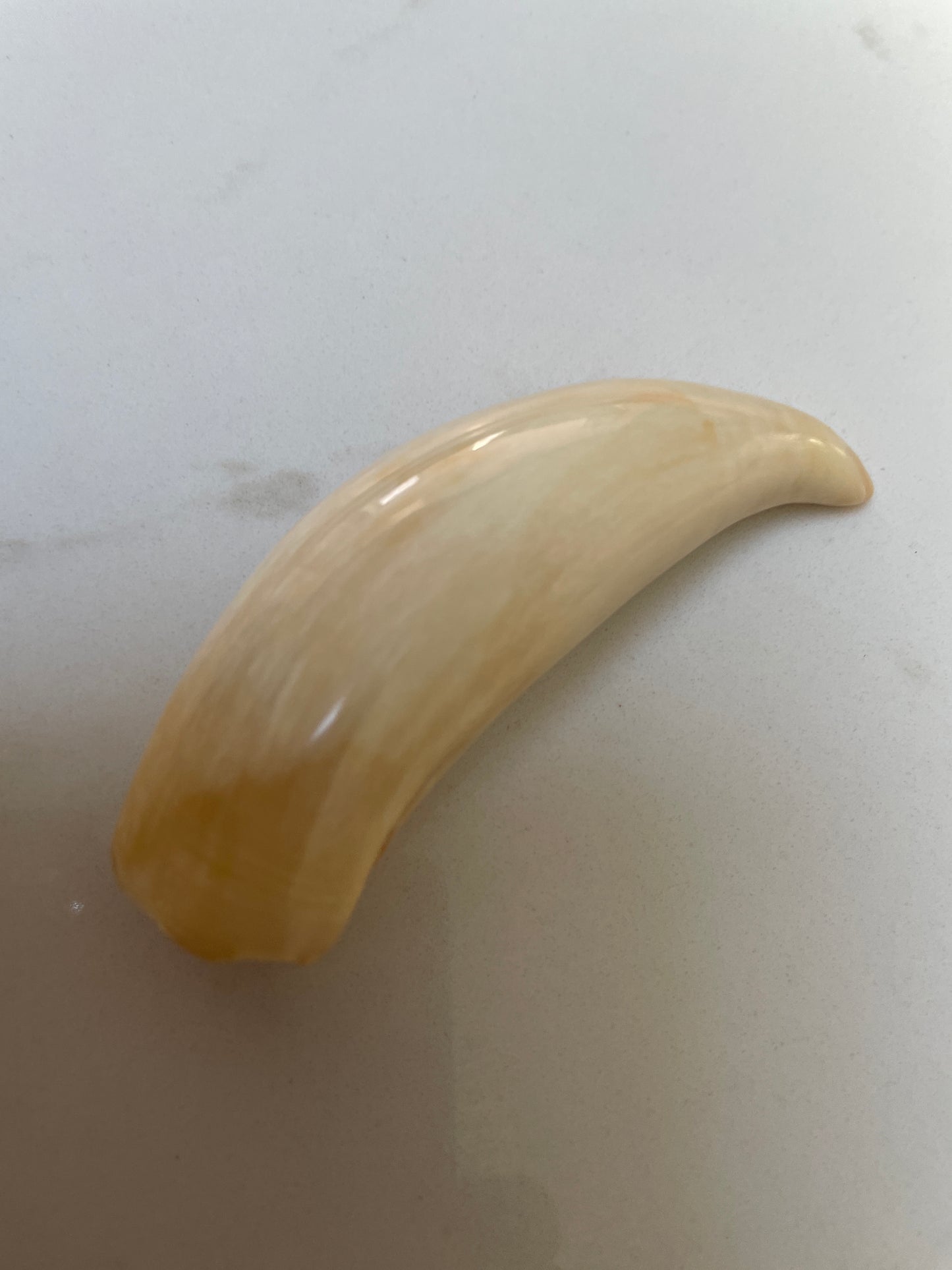 Polished Sperm Whale Tooth
