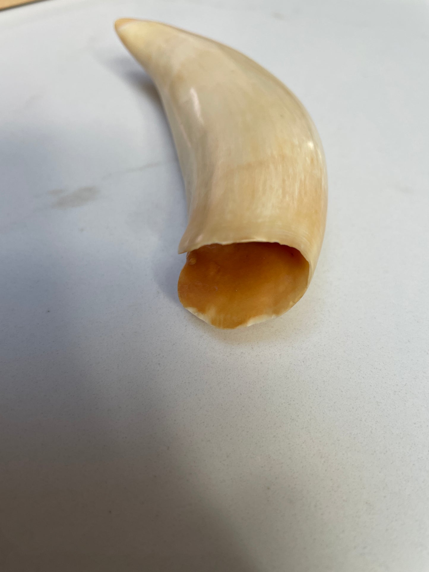 Polished Sperm Whale Tooth