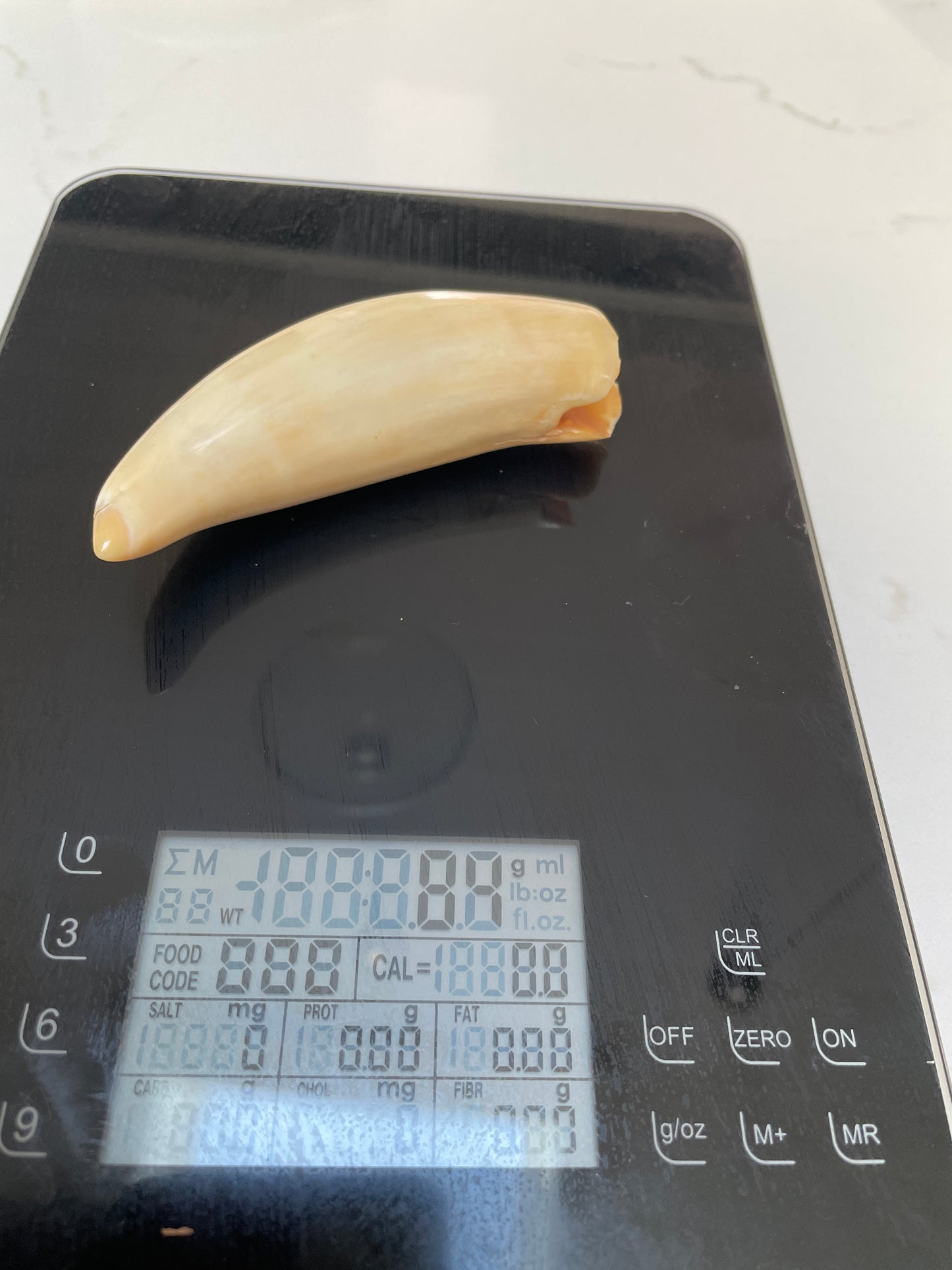 Polished Sperm Whale Tooth