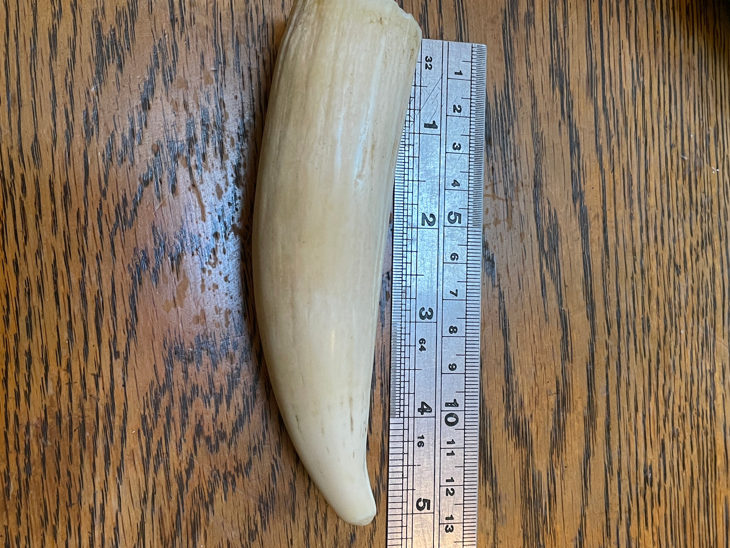 Unpolished Sperm Whale Tooth