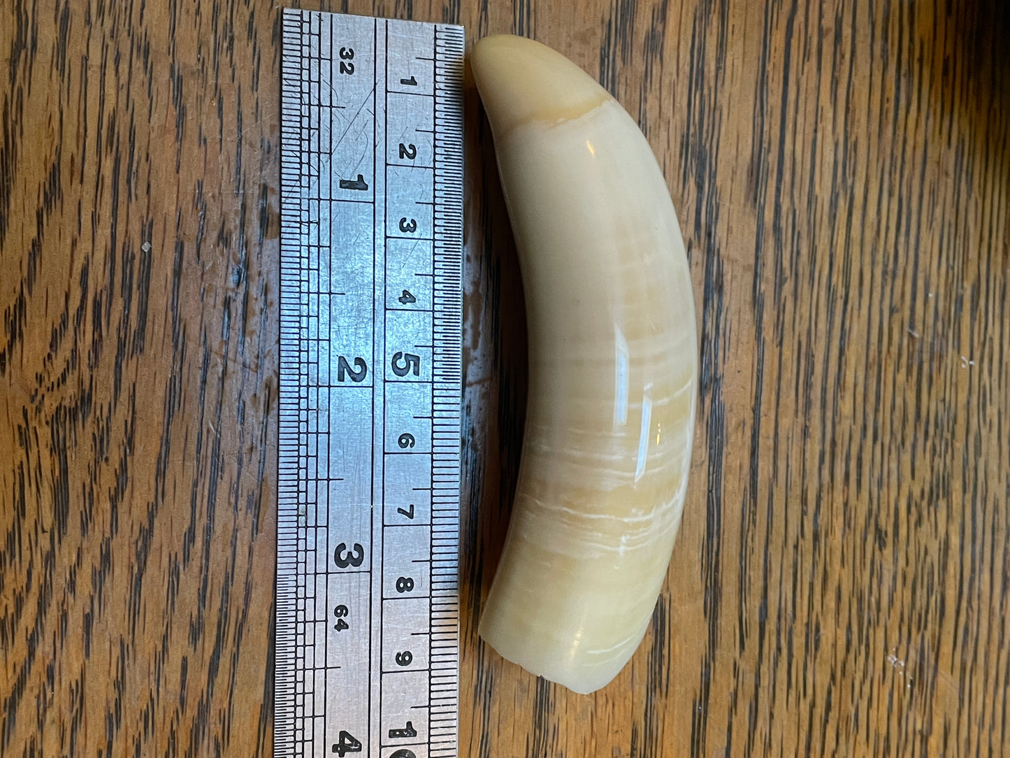 Unique Polished Sperm Whale Tooth