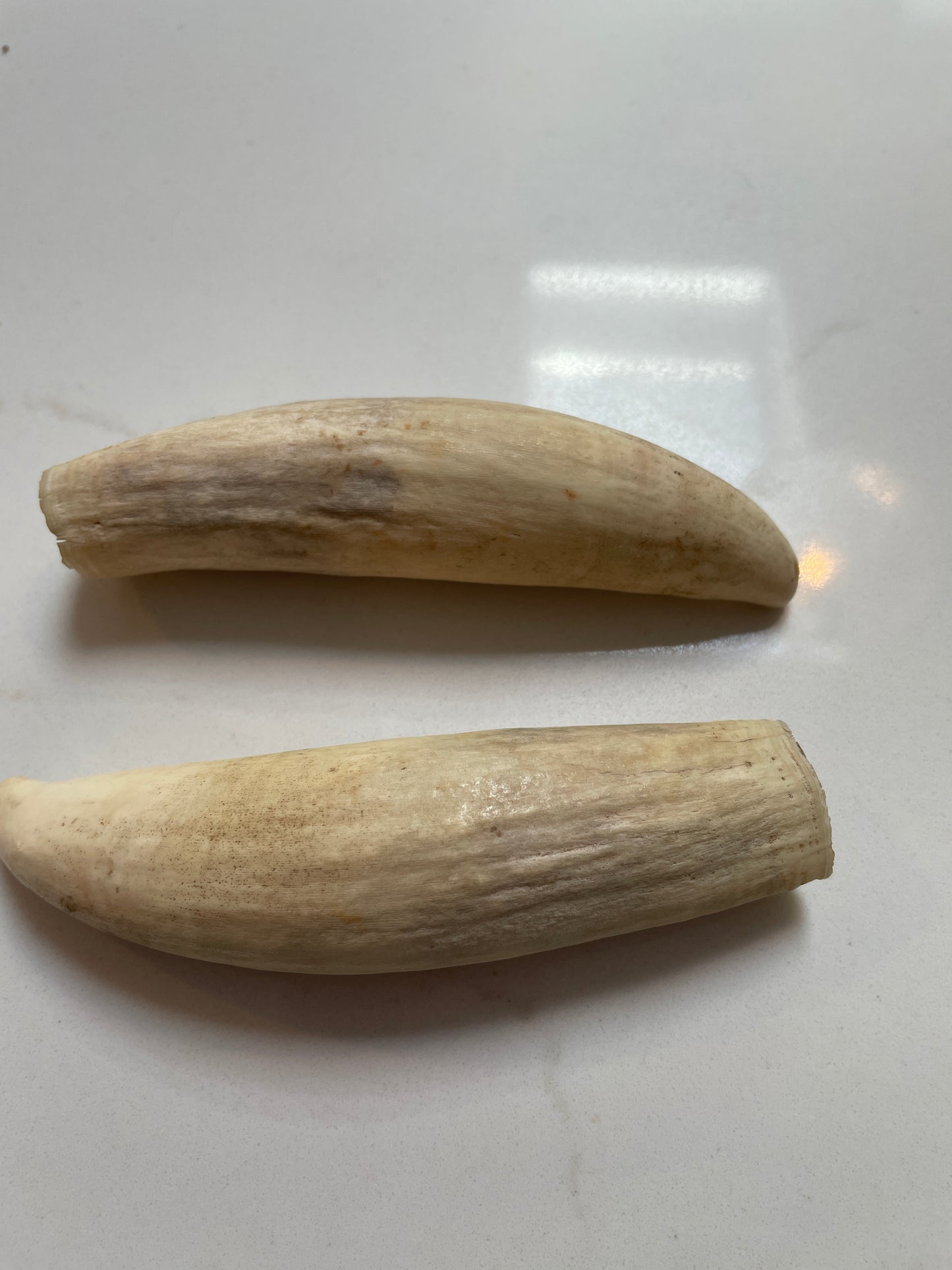Pigeon Pair Of Sperm Whale Tooth