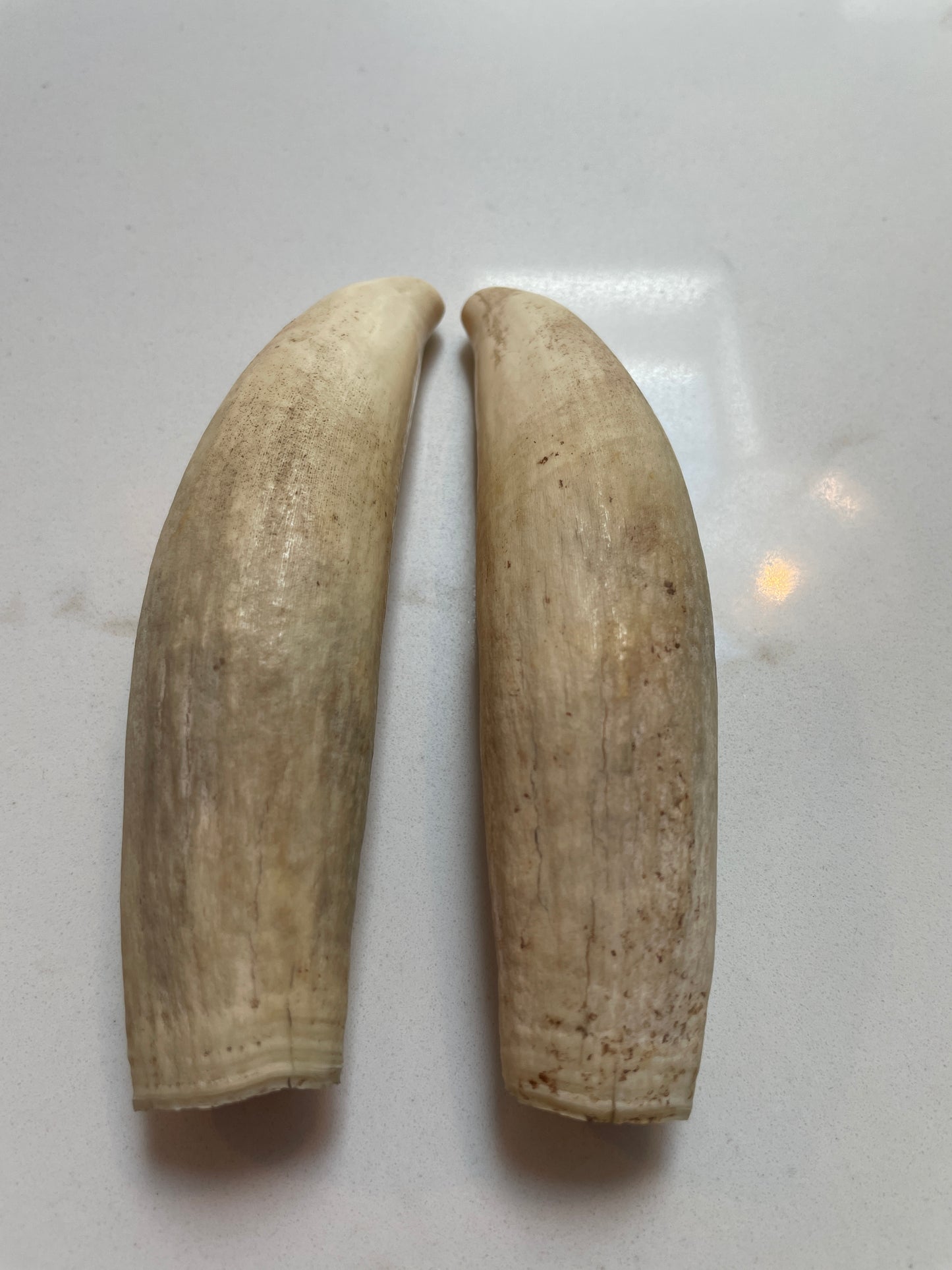 Pigeon Pair Of Sperm Whale Tooth