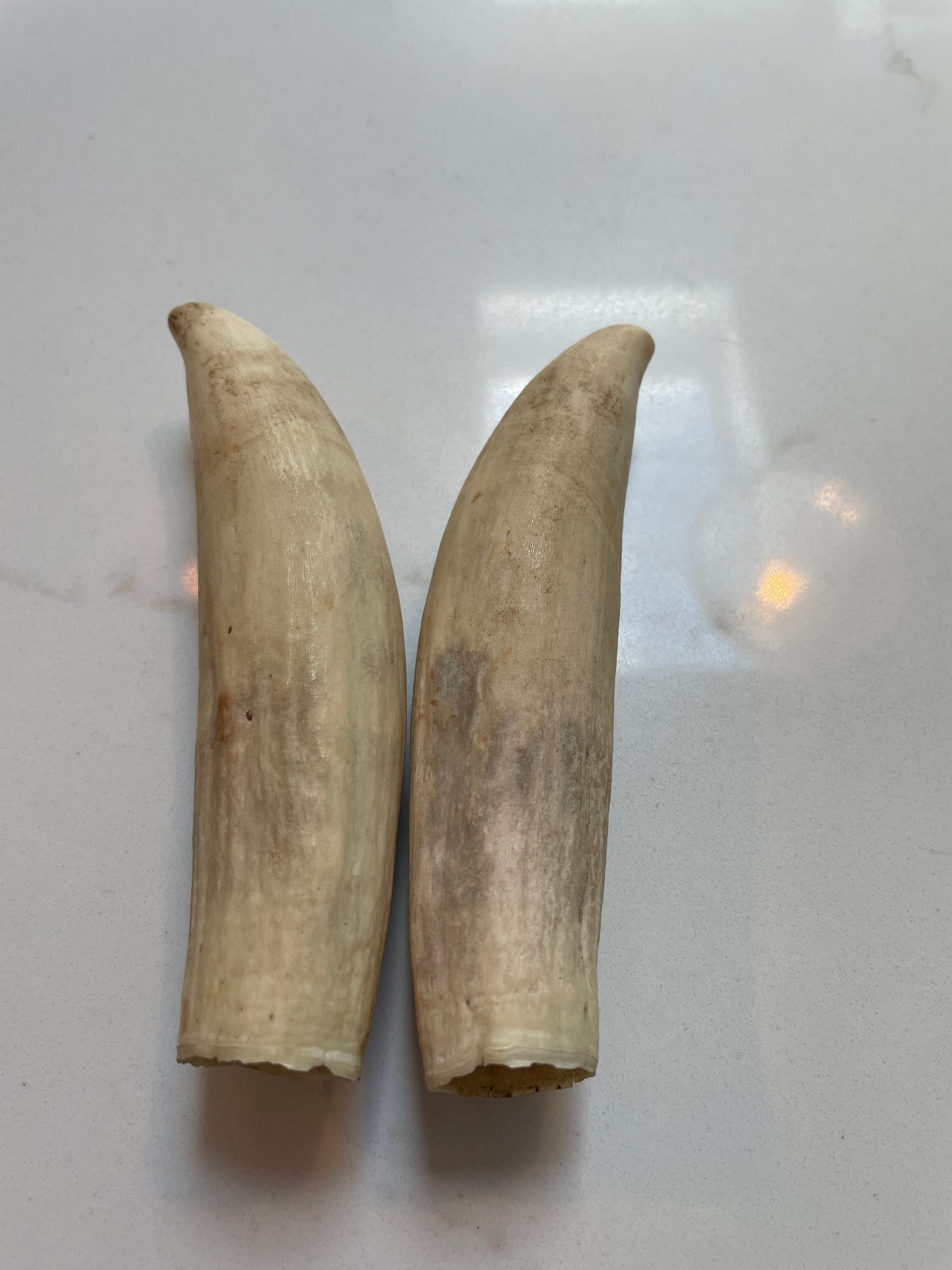 Pigeon Pair Of Sperm Whale Tooth