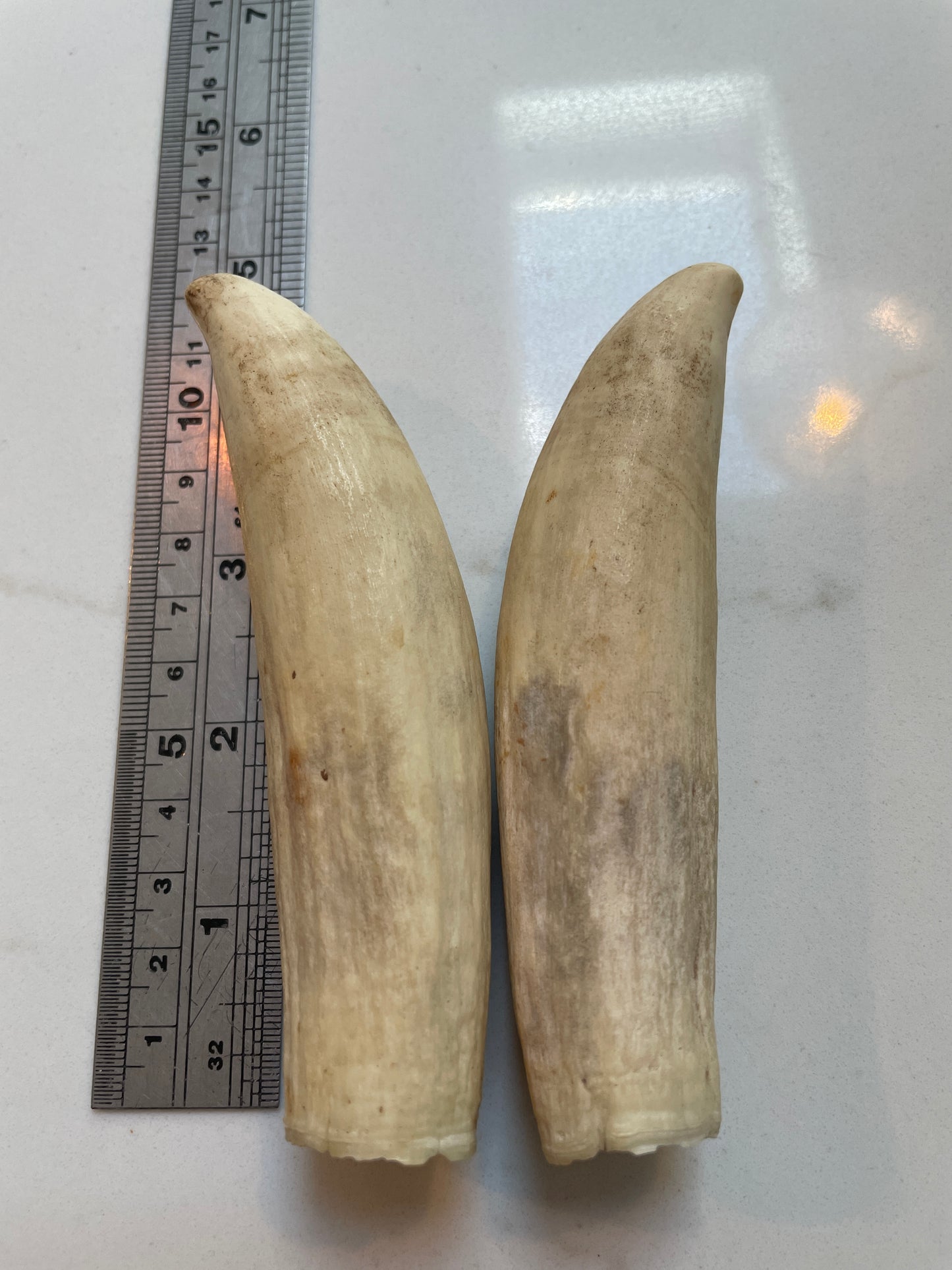 Pigeon Pair Of Sperm Whale Tooth