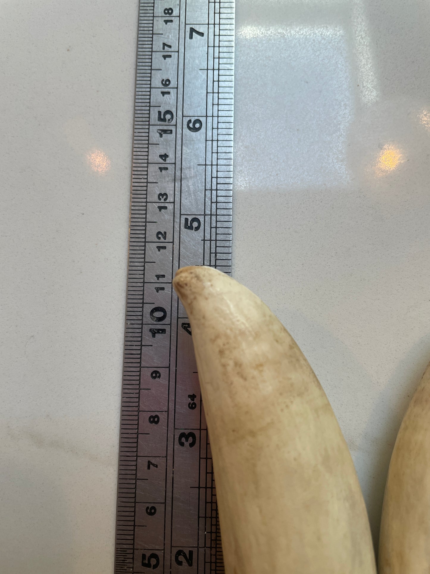 Pigeon Pair Of Sperm Whale Tooth