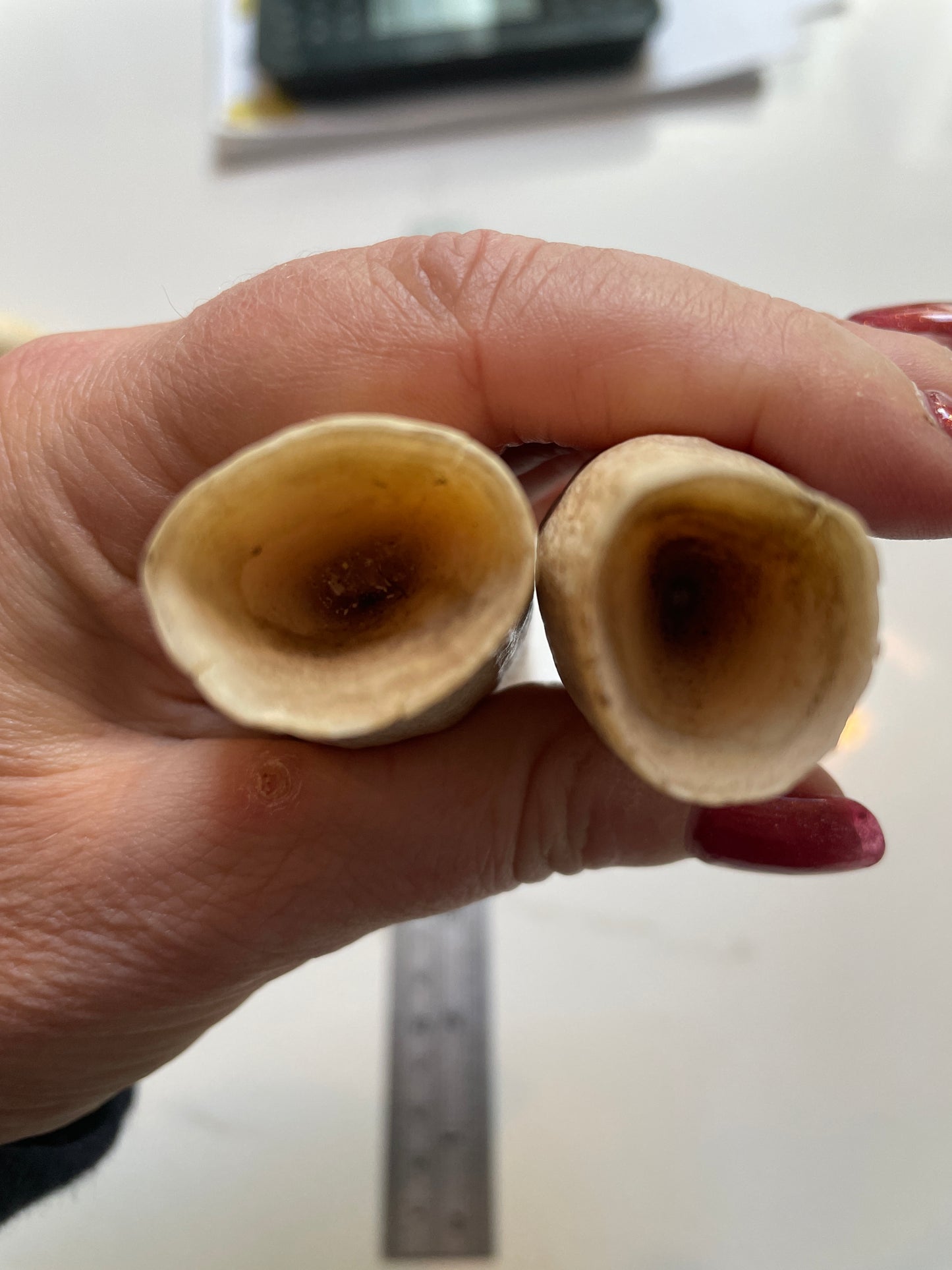 Pigeon Pair Of Sperm Whale Tooth