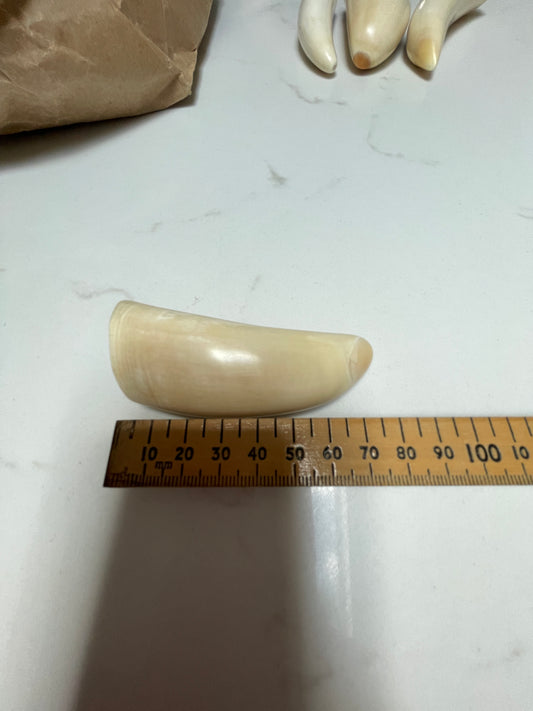 Sperm Whale Tooth 67