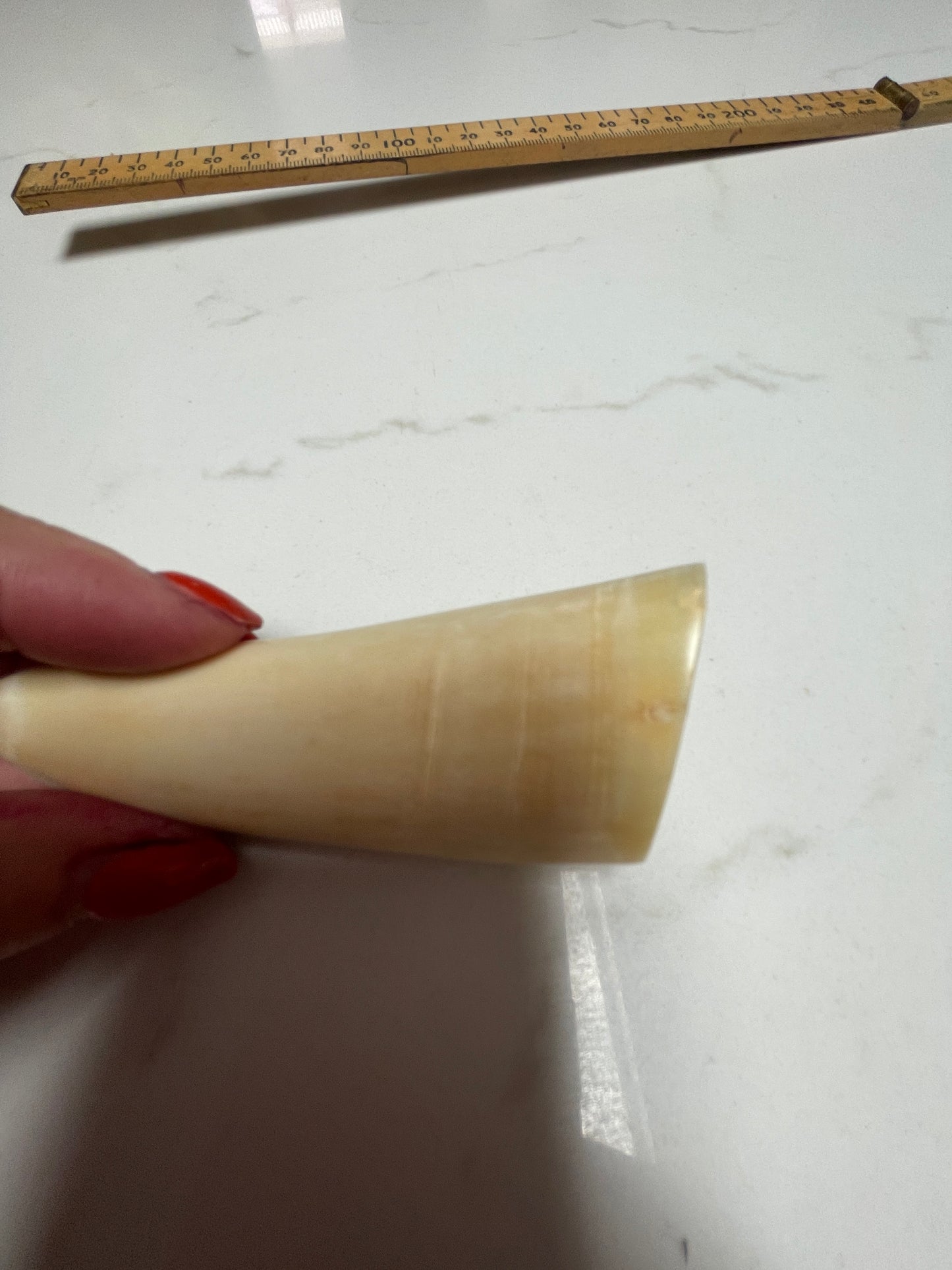 Sperm Whale Tooth 67