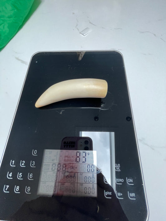 Lightly Polished Solid Sperm Whale Tooth