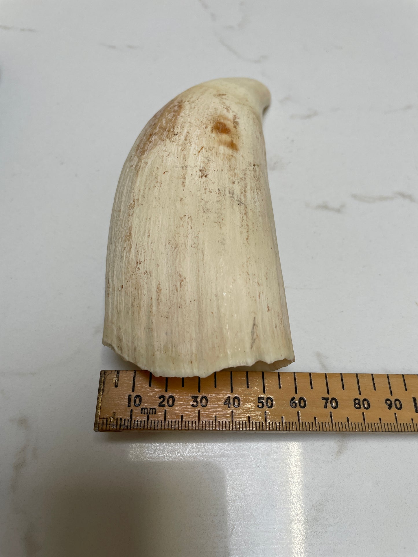 Wide Unpolished Sperm Whale Tooth