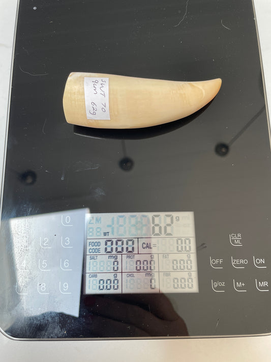 Lightly Polished Pointed Sperm Whale Tooth