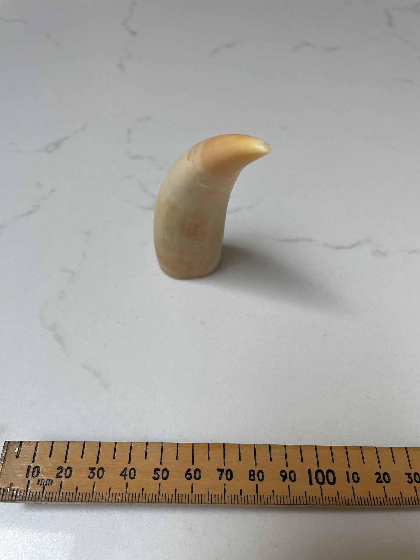 Lightly Polished Pointed Sperm Whale Tooth