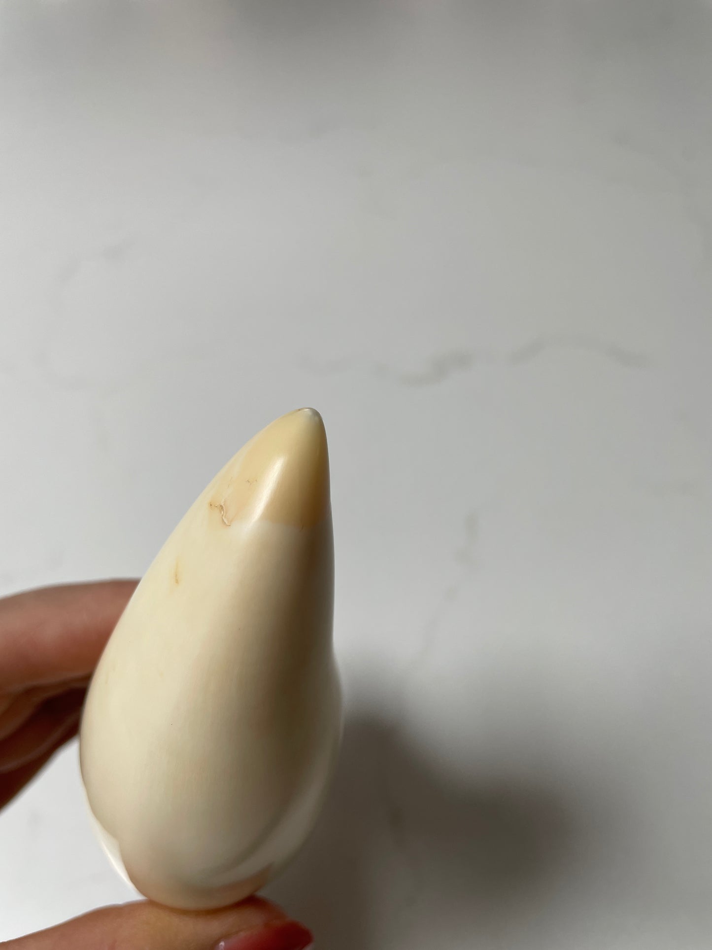 Large Polished Sperm Whale Tooth